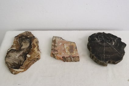 3 pieces polished petrified wood slices