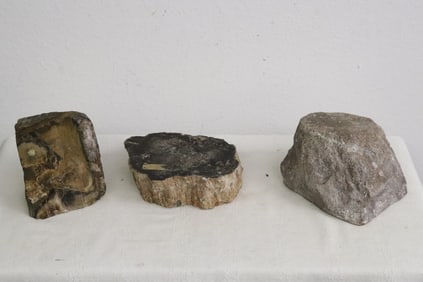 3 petrified wood tree trunk fragments