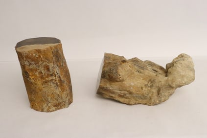 2 petrified wood trunk fragments