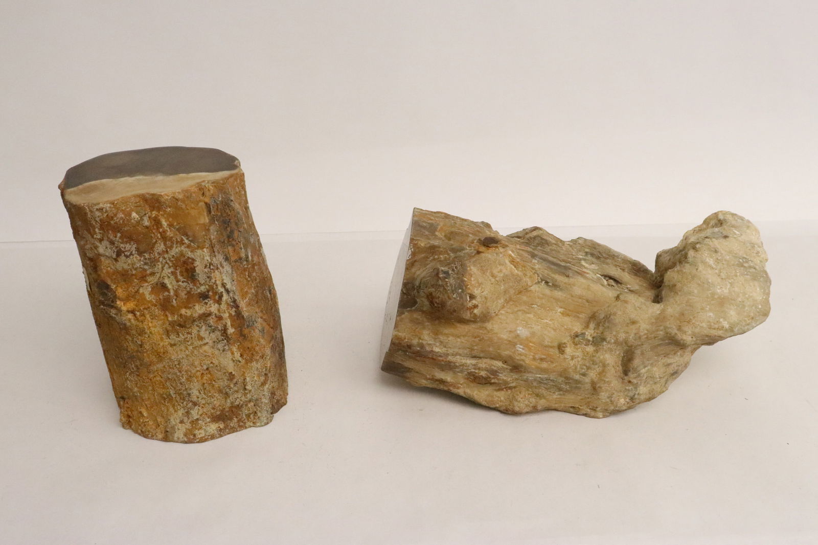 2 petrified wood trunk fragments (1 of 9)