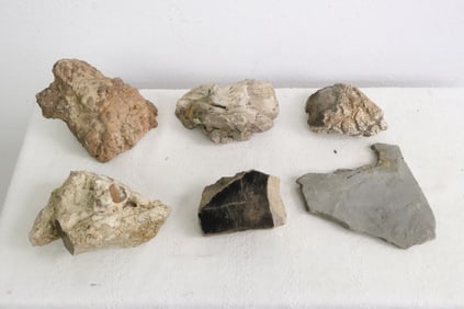 Lot of petrified wood fragments