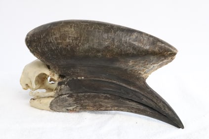 A natural hornbill skull