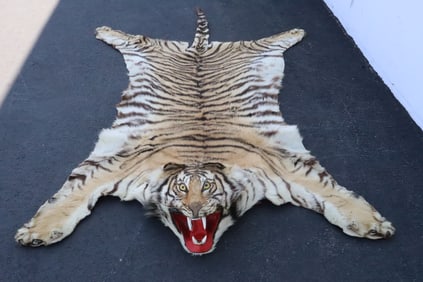 A complete Chinese northern tiger skin rug