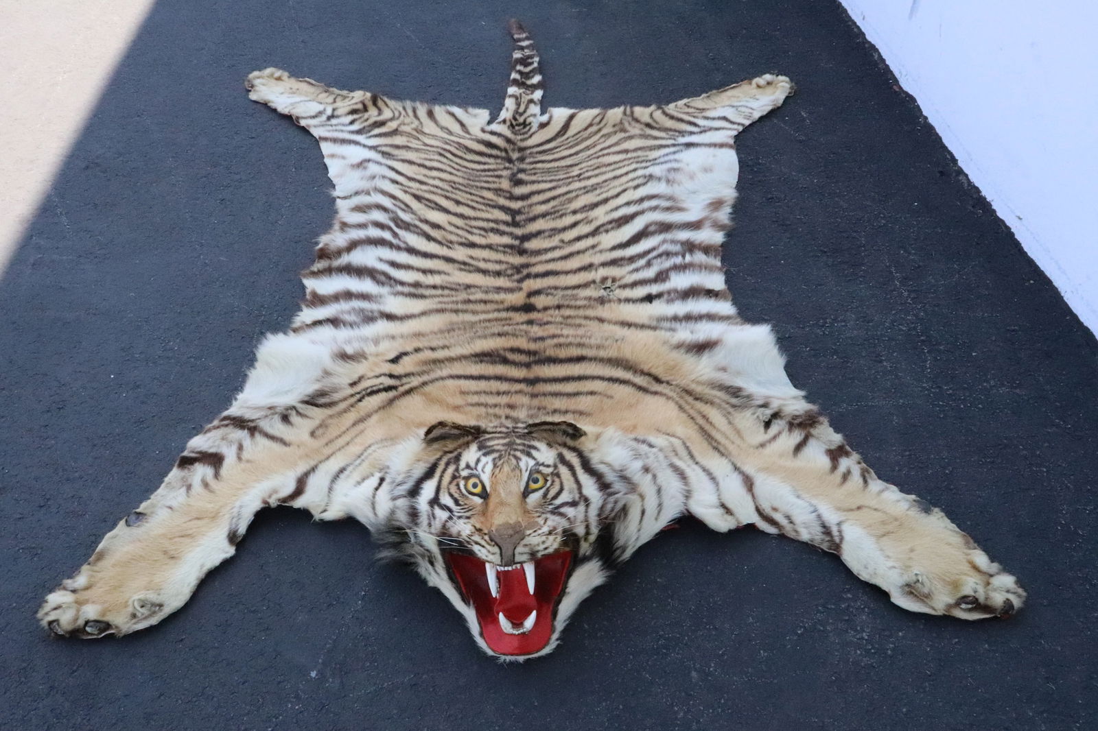 A complete Chinese northern tiger skin rug (1 of 14)