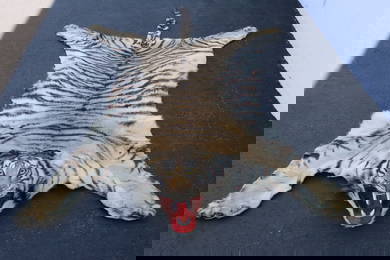 A complete Chinese northern tiger skin rug