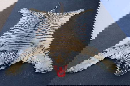 A complete Chinese northern tiger skin rug