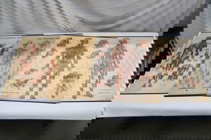 4 medical human diagram