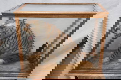 Chinese early 20th c. taxidermy of tiger w/ display case