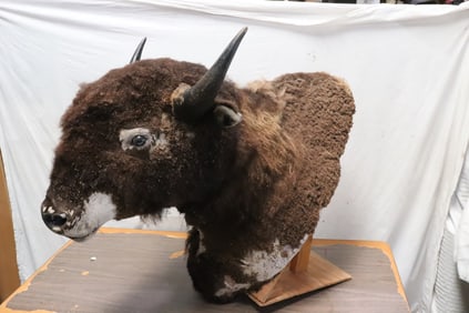 A vintage taxidermy of American bison head