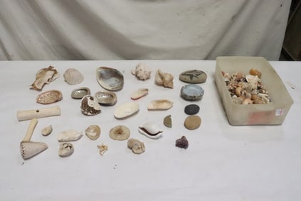 Lot of shells, geo, and animal bones