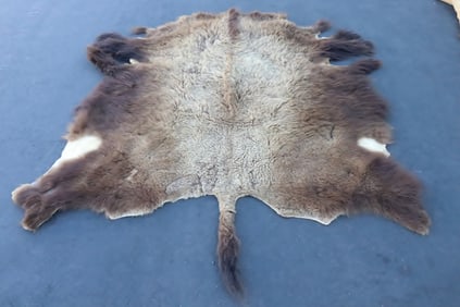 A genuine large buffalo hide