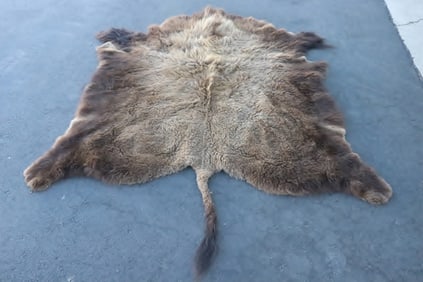 A genuine large buffalo hide