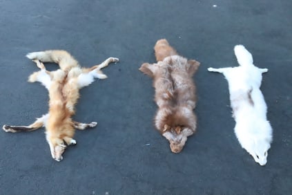 3 fox pelts