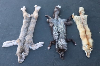 3 large fox pelts