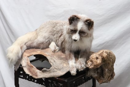 A rare taxidermy of platinum fox
