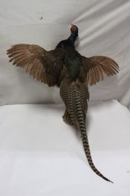 Fine ring necked blue pheasant taxidermy