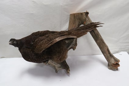 A rare sage grouse taxidermy mount
