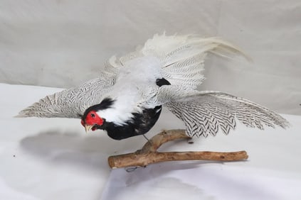 A silver ringneck cross pheasant taxidermy mount