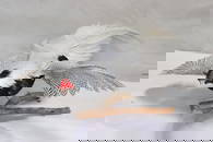 A silver ringneck cross pheasant taxidermy mount