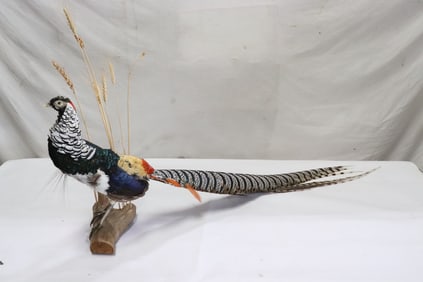 A beautiful amherst pheasant taxidermy mount