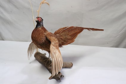 Fine ringneck pheasant taxidermy mount
