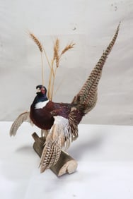 A Chinese long tail ringneck ? taxidermy mount