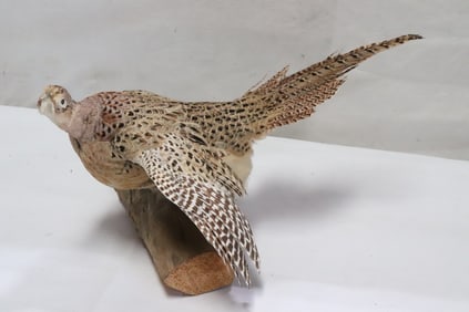 A hen ringneck pheasant taxidermy mount