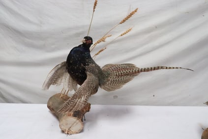 A melanistic ringneck pheasant(?) taxidermy mount