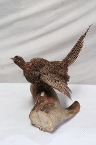 Ringneck hen pheasant taxidermy mount
