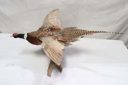 Fine ringneck taxidermy mount