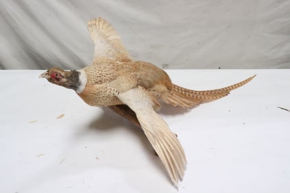 Buff ringneck pheasant taxidermy mount