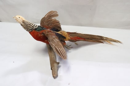 Full mount taxidermy of red golden pheasant