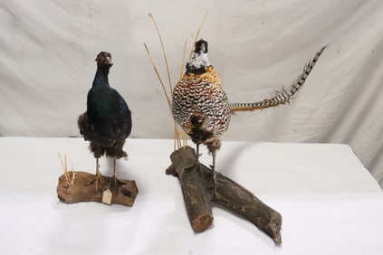 2 long tail ringneck pheasant taxidermy mounts