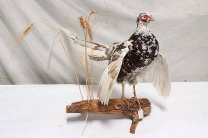 A rare white pheasant taxidermy mount