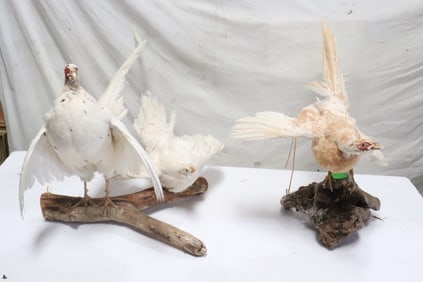 3 pheasant taxidermy mounts