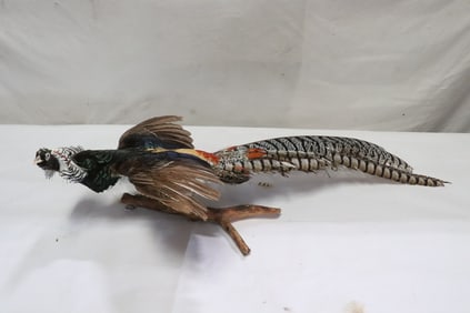 A long tail amherst pheasant taxidermy mount