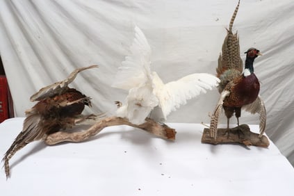 3 pheasant taxidermy mounts