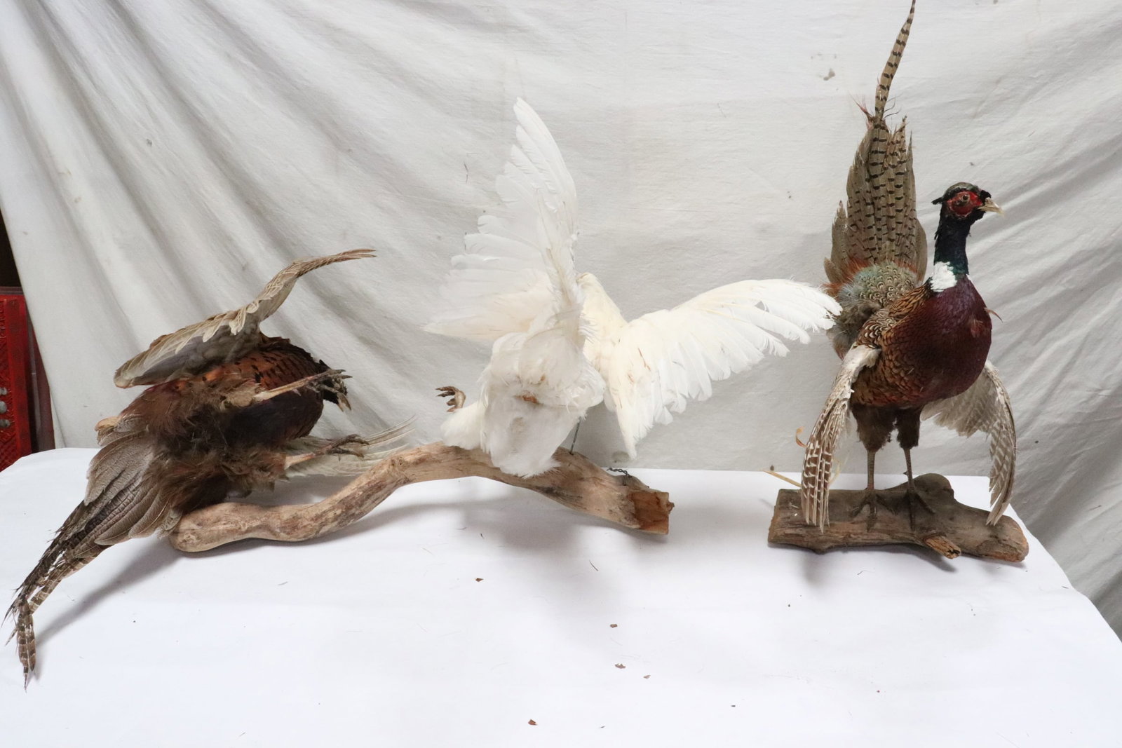3 pheasant taxidermy mounts: 3 pheasant taxidermy mounts, minor hair loss, 13.5"x28.5"x13.5" - 26.5"x10"x10.5"
