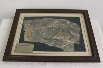 Chinese fish fossil panel