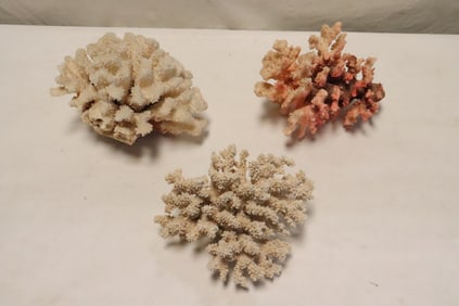 3 pieces large coral fragments