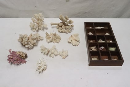 Lot of misc. coral fragments, and shells