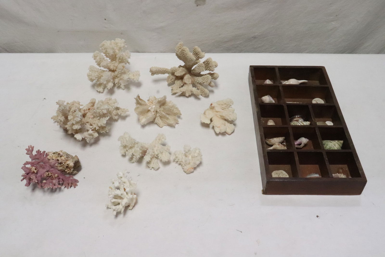 Lot of misc. coral fragments, and shells: Lot of misc. coral fragments, and shells