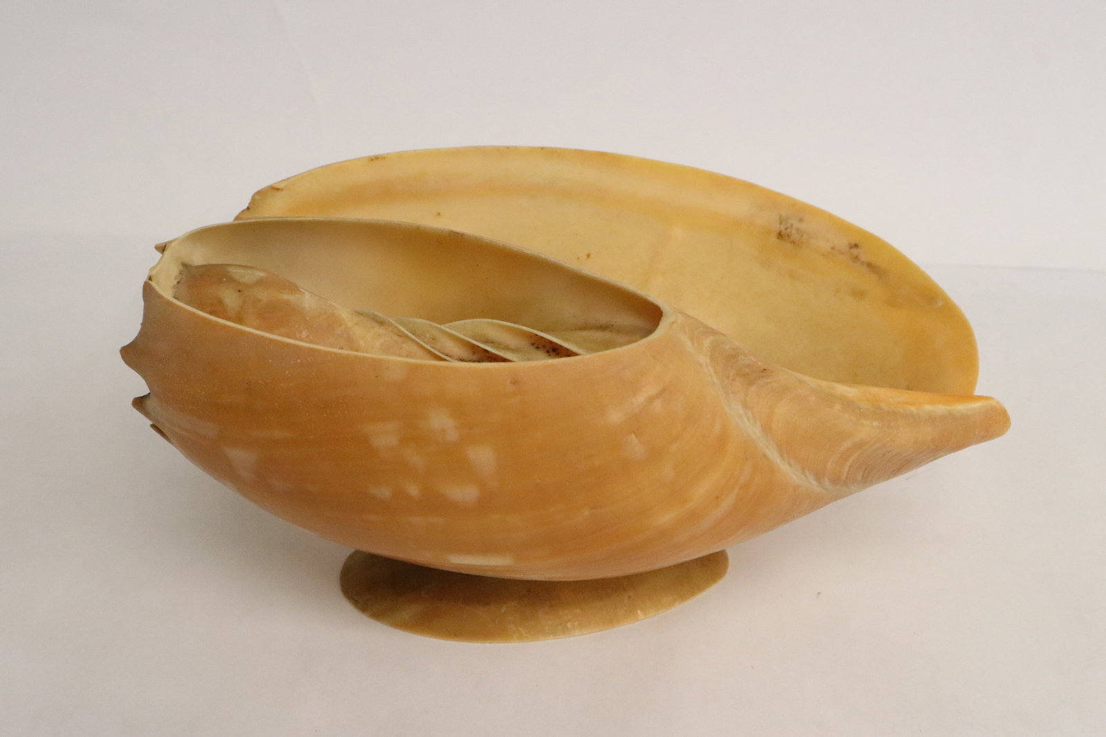 A rare seashell sauce serving bowl: A rare seashell sauce serving bowl, 3.15"x6.5"x3.85"