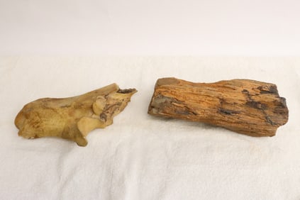 a petrified wood fragment, & a prehistoric bone fragment