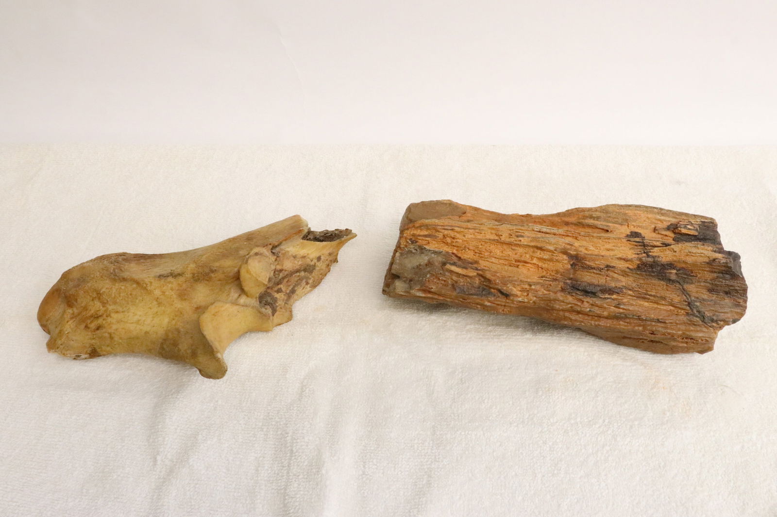 a petrified wood fragment, & a prehistoric bone fragment: 2 pieces; a petrified wood fragment (7.6"x3.35"x2.7"), and a prehistoric bone fragment (7.6"x4.3"x2.1")