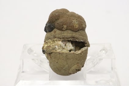extremely rare fossil coprolite, a fossilized feces