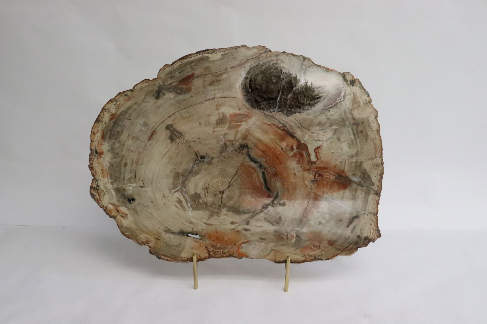 Large petrified wood slab (1 of 9)