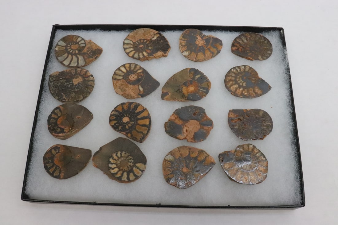 Box of polished trilobite fossils (1 of 10)