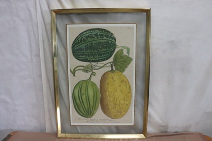 Fine vintage botanical etching