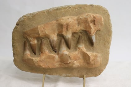 Panel of fossil shark teeth
